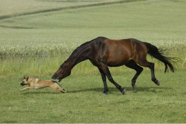 Predator and prey