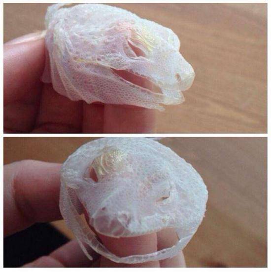 Lizard Shed His Entire Face in One Go