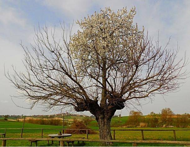 A tree growing on another tree.