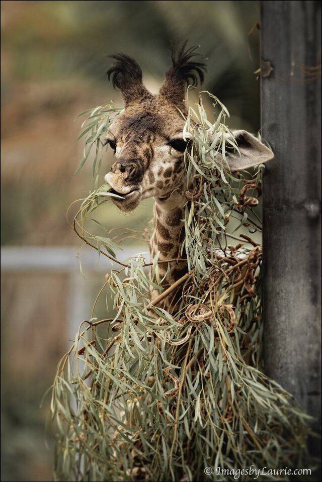 Here, It's Ghillie suit not yet fully assembled, we get rare glimpse of the beautiful but deadly, Sniper Giraffe.