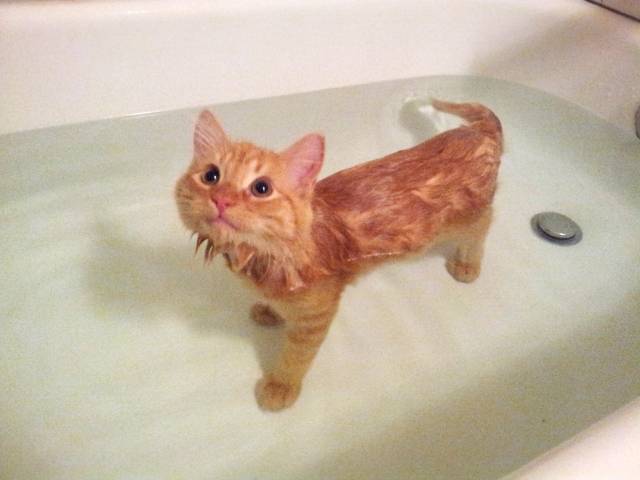 Cat that loves baths? Only 