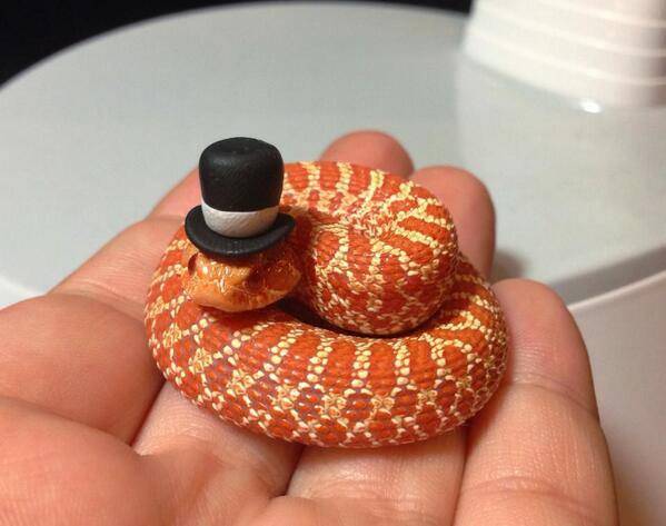 It's a snake wearing a top hat...need I say more!