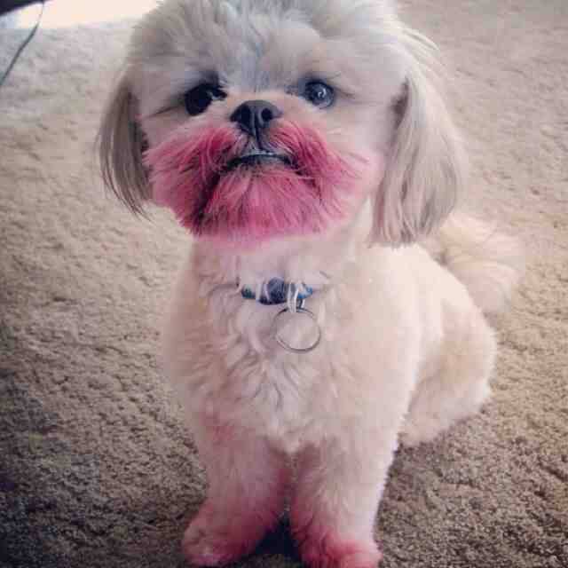 No, I haven't seen your lipstick.