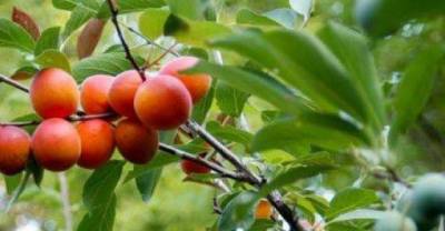  A Tree That Grows 40 Different Kinds of Fruit ...