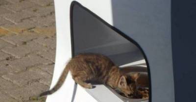 A Machine That Releases Food For Homeless Animals...