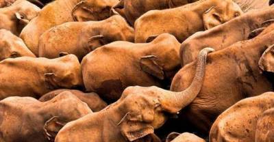 Amazing Pictures Of The Animal Kingdom That Will Make Your Jaw Drop