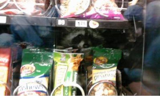 So I went to get some chips from the vending machine at work...