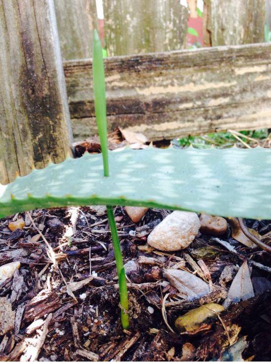 This grass grew right through my aloe!!
