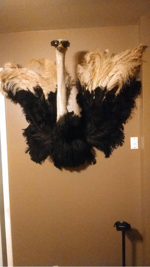 Just moved into a new house. This is the first thing I put on the wall. GF is not amused.