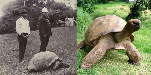 Jonathan the turtle in year 1900 and today.