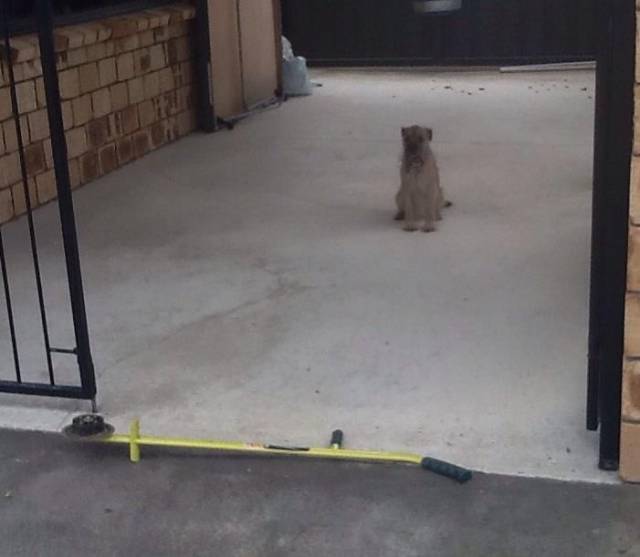 I wish my dog was more clever, but he thinks the edge trimmer is a fence. *sigh*