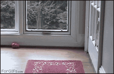 The cat makes this look a lot easier