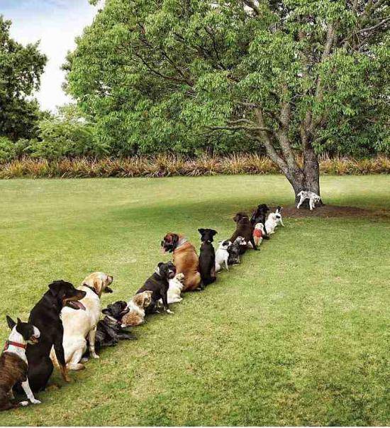 Damn deforestation is really taking a toll on the dog community...