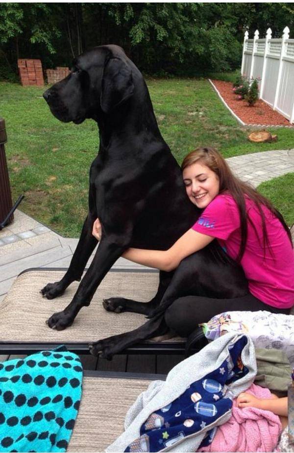 My friend’s dog is pretty tall