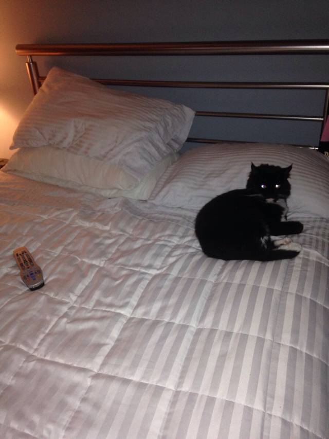 My girlfriend and I broke up and my cat couldn't be any happier.