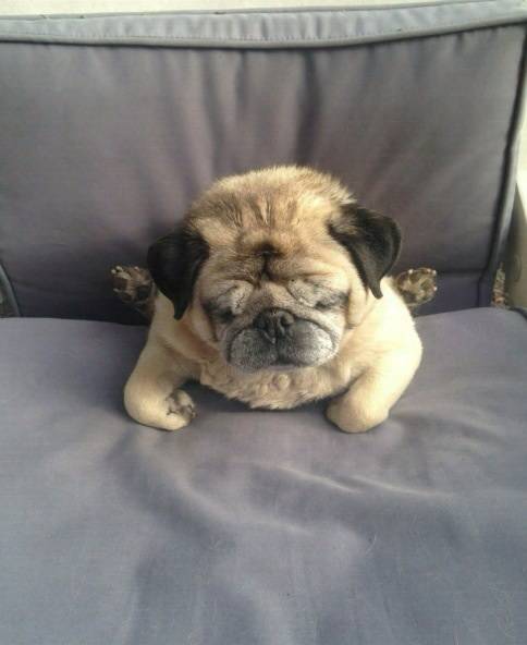 My pug slipped down the back of the seat.