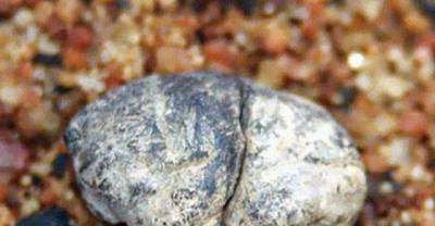 A 5000 Year Old Chewing Gum And Other Everyday Living Objects Found Around The World