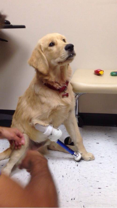 I work in prosthetics. I was lucky enough to get to help this beautiful little guy :)