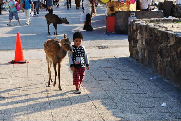There’s an island in Japan, Miyajima, where deer roam free by the hundreds. This one was silently walking around with this kid for a few hours.