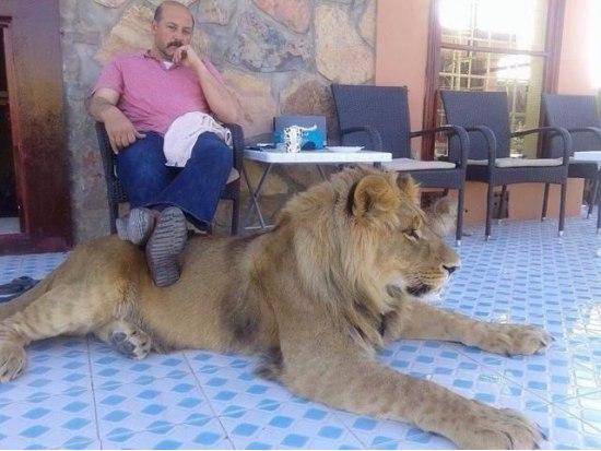 my pet lion