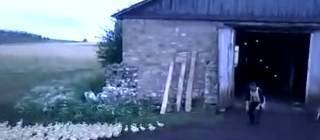 Bare-chested Russian man orders ducks to attention, marches them into barn