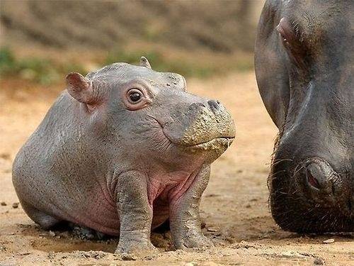 They start out as just a Potamus