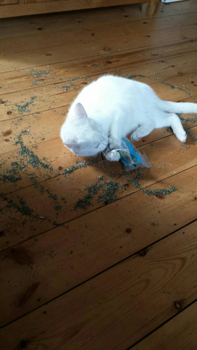 Never leave a bag of catnip unattended.