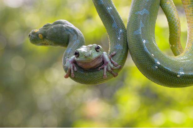 A happy frog