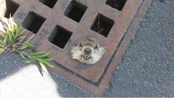 How much wood could a woodchuck chuck if the woodchuck wasn’t stuck in a storm drain?