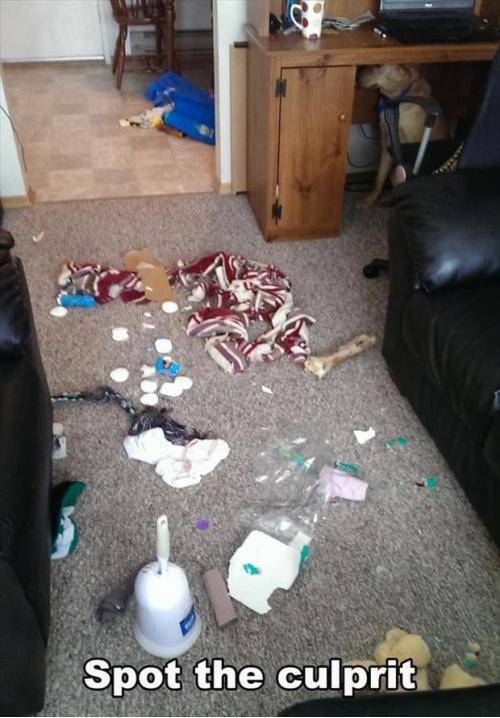 Spot the culprit