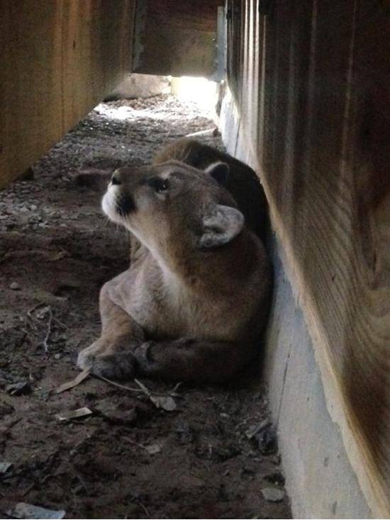 My cousin in Colorado found a Mountain Lion under her porch