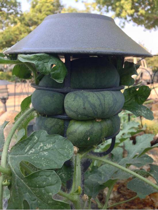A watermelon grew through my pathway light