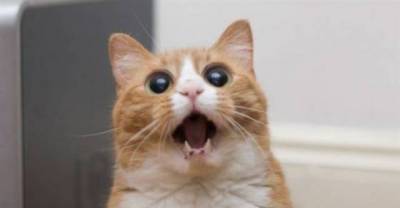 Animals Not Aware About What's Going On But Who Cares! They're Adorable!