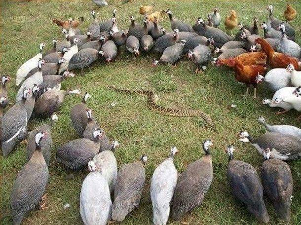 You came to the wrong neighborhood