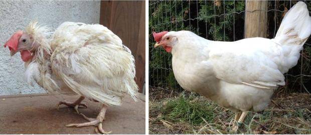 Battery caged chicken on the day it was let out of it’s cage...and the same chicken three months later after enjoying life as a free range chicken.