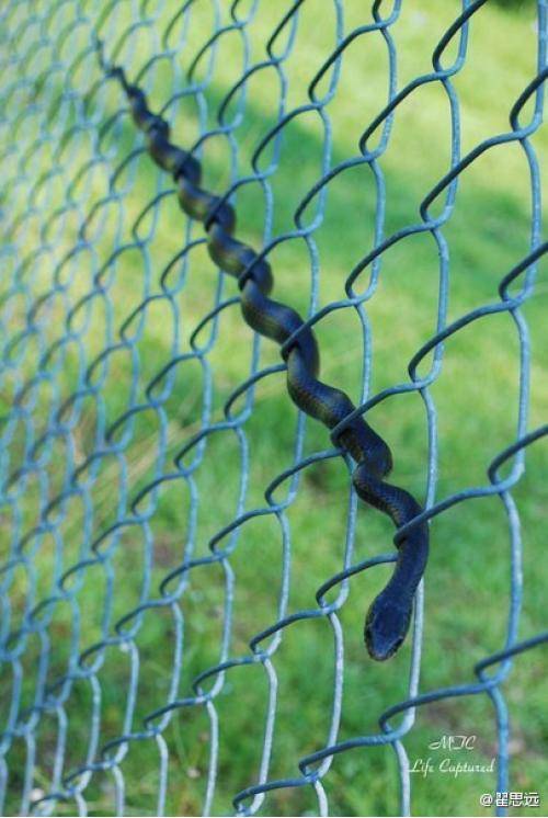They see me slitherin’