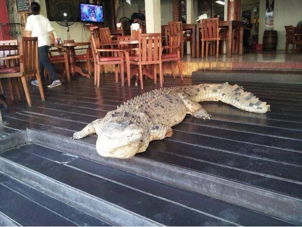 Buddy of mine went to get a drink while in Bali. Bartender told him just to ignore it and walk around him...
