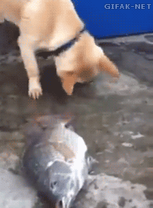 This dog has a heart of gold.