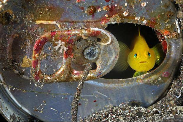 Little fish in a soda can