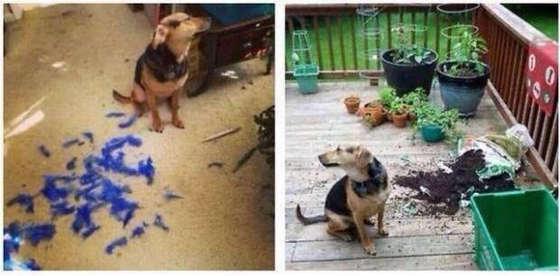 After he destroys things, he doesn’t even want to acknowledge it