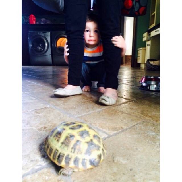 New found fear: Turtles