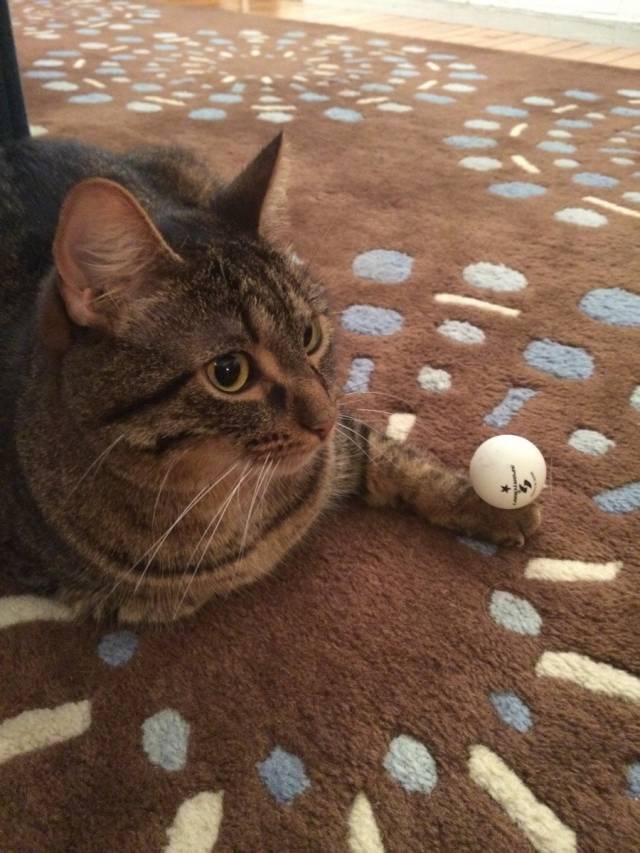 TIL that I can stun my cats movement by putting a pingpong ball on her paw