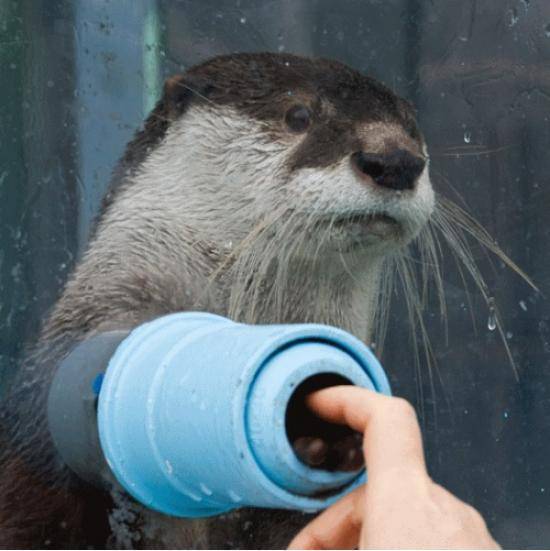 I want to shake hands with an otter!