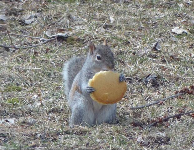 My dad made this squirrel a pancake