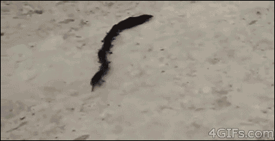 Mammal centipede