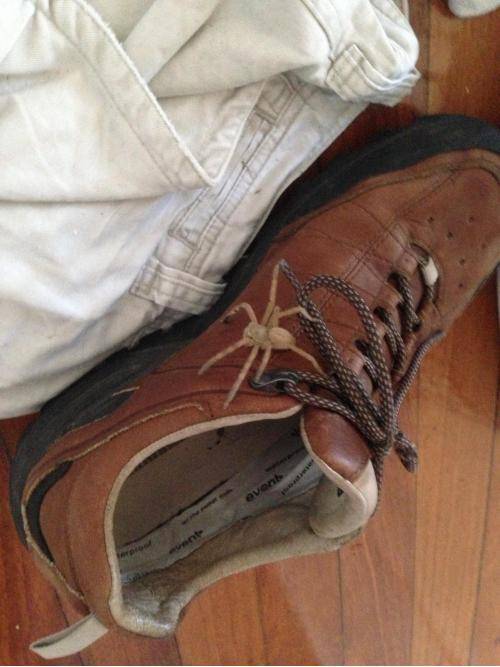 I put my shoes on with no socks and thought I felt a pebble in the toe. Then this guy jumps out.