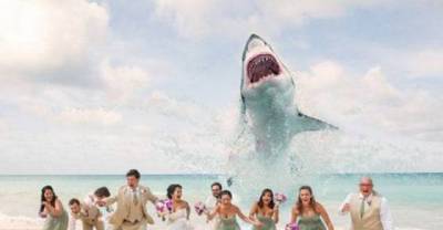 Sharks!