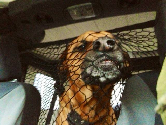  He doesn't appreciate the pet net in my Jeep as much as I do.