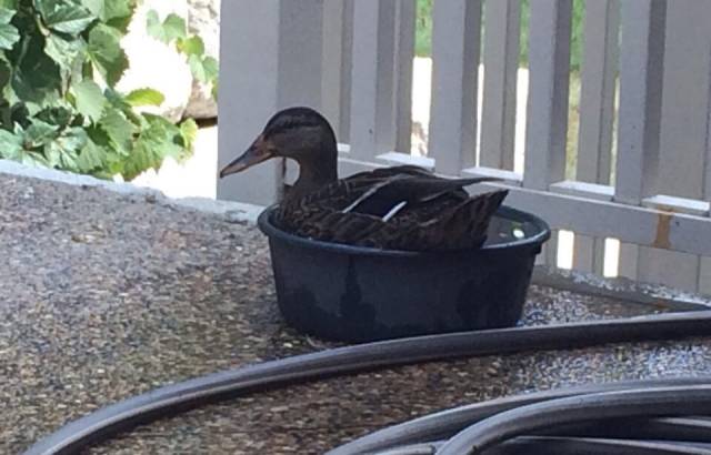 I filled up my dogs water dish outside and then this happened.