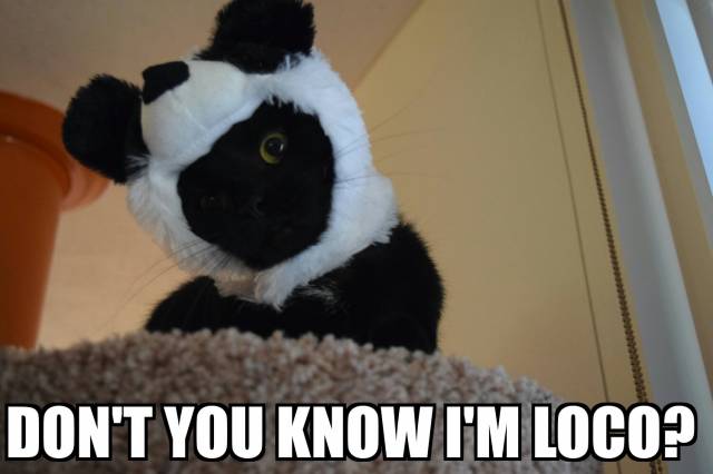My cat today